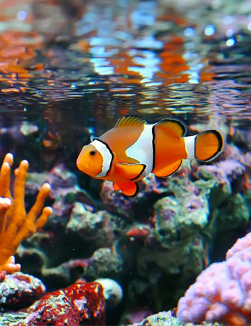 Poissons clowns